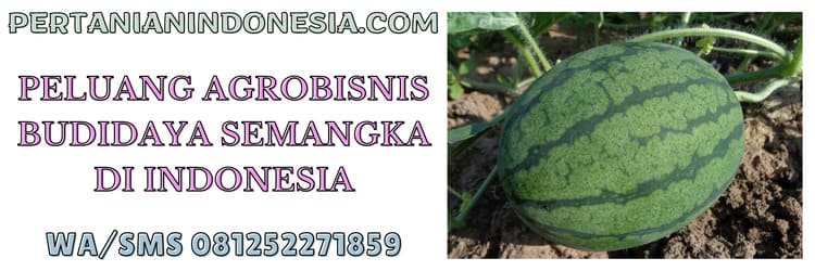 peluang,agrobisnis,agribisnis,budidaya,semangka